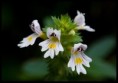 /album/svetlik-tuhy-euphrasia-stricta/svetlik-tuhy-1-jpg/